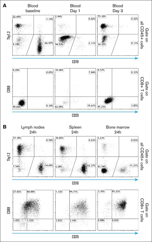 Temporary sequestration of T cells in secondary lymphoid organs in which they undergo activation during the priming phase of T-BsAb treatment. (A) huCD3/20 double transgenic mice received IV injection of CD3 × CD20 T-BsAb. At the indicated time points after injection, blood samples were obtained. Percentage of B cells, T cells, and the expression of T-cell activation markers were analyzed by flow cytometry. Upper panel: gate on all CD45+ cells. Lower panel: gate on CD8+ T cells. (B) Mice and treatment were the same as described for panel A. Mice were euthanized 24 hours after treatment, and the lymph nodes, spleen, and bone marrow were removed. Percentage of B cells, T cells, and the expression of T-cell activation markers were analyzed by flow cytometry. Upper panel: gate on all CD45+ cells. Lower panel: gate on CD8+ T cells.