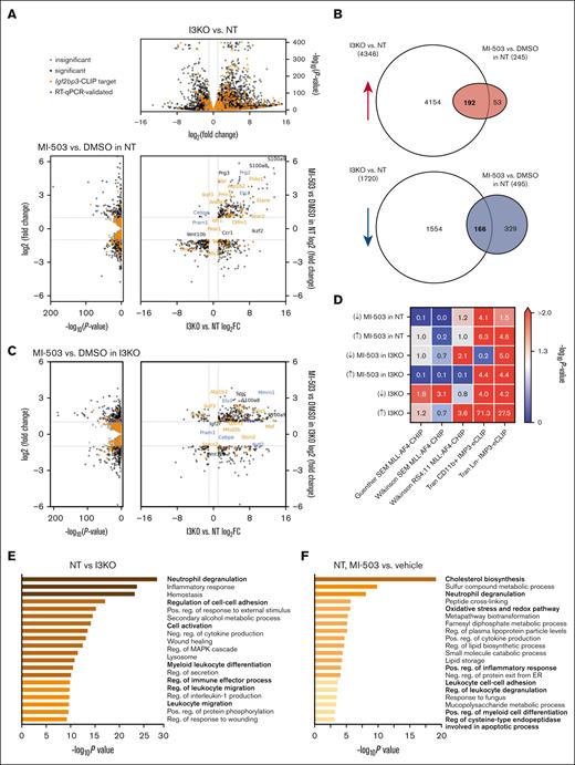 Increased upregulation of genes involved in differentiation with IGF2BP3 knockdown and menin-MLL inhibition in MLL-Af4 leukemia. (A) Volcano plots of differentially expressed genes with IGF2BP3 knockdown (top) and with MI-503 treatment (left) in MLL-Af4 Lin– NT cells, using DESeq analysis on RNA-sequencing samples from MLL-Af4 Lin– NT or I3KO cells treated with MI-503 1.0 μM or DMSO vehicle. (B) Venn diagram of shared differentially expressed genes with IGF2BP3 knockdown and MI-503 treatment in MLL-Af4 Lin– NT cells. (C) Volcano plots of differentially expressed genes with IGF2BP3 knockdown (top) and with MI-503 treatment (left) in MLL-Af4 Lin– I3KO cells, using DESeq analysis on RNA-sequencing samples from MLL-Af4 Lin– NT or I3KO cells treated with MI-503 1.0 μM or DMSO vehicle. (D) Overlap between differentially expressed genes with MI-503 in MLL-Af4 Lin– NT or I3KO cells and with IGF2BP3 knockdown and known MLL-AF4 ChIP targets from previously published data sets in SEM and RS4;11 and known IGF2BP3 eCLIP targets from previously published data sets of MLL-Af4 CD11b+ and MLL-Af4 Lin– cells. P values calculated using Fisher exact test. (E) Pathway enrichment for upregulated genes with IGF2BP3 knockdown using Metascape analysis webtool on MLL-Af4 Lin− IGF2BP3 DESeq data set with an adjusted P < .05 cutoff. (F) Pathway enrichment for upregulated genes with MI-503 treatment using Metascape analysis webtool on MLL-Af4 Lin− NT MI-503 DESeq data set with an adjusted P < .05 cutoff. FC, fold change.