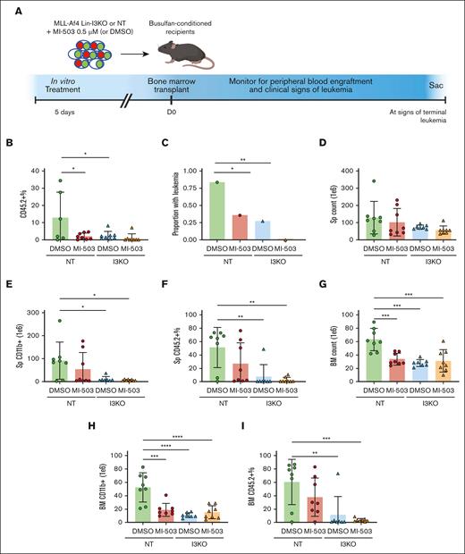 Combinatorial inhibition of menin-MLL and IGF2BP3 decreases leukemic engraftment and burden and increases survival in vivo. (A) Schematic representation of BM transplantation of MI-503–treated MLL-Af4 Lin– cells, depleted (I3KO) or nondepleted (NT) for IGF2BP3. Cells treated with MI-503 0.5 μM (or DMSO control) for 5 days in vitro were transplanted into CD45.1 recipients after busulfan conditioning. (B) Decreased peripheral blood engraftment of leukemic cells by CD45.2+ percentage with MI-503 treatment and I3KO at D42 (mean ± SD; n = 8 mice per group; 1-way ANOVA with Bonferroni multiple comparison’s test, ∗ P < .05). (C) Decreased proportion of mice with leukemia with MI-503 treatment and IGF2BP3 knockdown, (8 mice per group; Fisher exact test; ∗ P < .05; ∗∗ P < .01). Mice were all evaluated at necropsy at 8.5 weeks after the first mouse developed signs of terminal leukemia. (D-I) Decreased leukemic burden seen with IGF2BP3 knockdown and MI-503 treatment in NT groups, based on total counts, CD11b+ counts, and CD45.2+ percentage by flow cytometry in the spleen (D-F) and BM (G-I) (mean ± SD; n = 7-8 mice per group; 1-way ANOVA with Bonferroni multiple comparison’s test, ∗P < .05; ∗∗P < .01; ∗∗∗P < .001; ∗∗∗∗P < .0001). Mice were all evaluated at necropsy at 8.5 weeks after the first mouse developed signs of terminal leukemia.