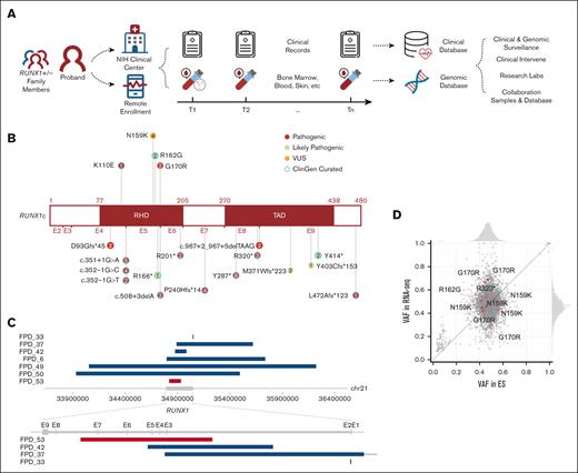 Overview of NIH FPDMM natural history study. (A) Study schema. Enrolled patients with germline RUNX1 variants and family member controls visited the National Institutes of Health (NIH) clinical center and/or sent remote samples annually. Both clinical and research data stored in the clinical and genomic databases were used for downstream research and guide clinical management. (B) RUNX1 mutations carried by the patients are included in this manuscript. Numbers in the circle indicate patient number who carries the mutation. (C) CNVs affecting RUNX1 gene. Blue bars are showing deletions, and red bars are showing duplication. (D) VAF correlation between exome sequencing and RNA-seq data. Red dots are RUNX1 variants, and gray dots are all other variants (all variants with ≥20× coverage in both RNA-seq and ES, including both germline and somatic) in all samples that have 2 platform data set. Histograms (top and right) show the VAF distributions in exome sequencing and RNA-seq, respectively.