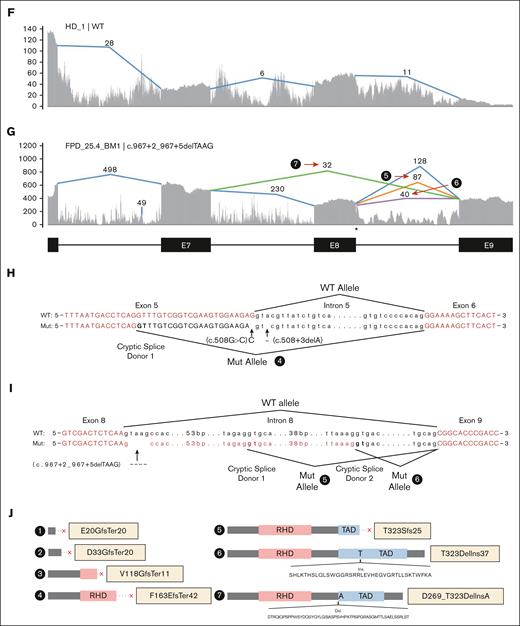 Aberrant splicing events in patients with RUNX1 splice-site variants. (A) Splice junctions and covered reads from exons 2 to 6 of RUNX1 in a heathy donor BM sample. (B-E) Splice junctions and covered reads in 4 patients with different RUNX1 splice-site or splice-region mutations. Orange or purple lines indicate abnormal junctions and blue lines indicate junctions also seen in the healthy control. Numbers indicate supporting read counts. (F) Splice junctions and covered reads from exons 6 to 9, in a heathy donor BM sample. (G) Splice junctions and covered reads in a patient with c.967+2_967+5delTAAG mutation. (H-I) Detailed information of cryptic splice donors and abnormal splice junctions caused by c.508+3delA, c.508G>C, and c.967+2_967+5delTAAG. (J) Predicted protein products of the 6 abnormal splicing transcripts shown in panels B-E and G. HD, healthy donor; Mut, mutation; WT, wild-type.