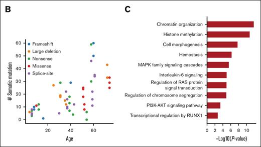 Somatic mutations of the NIH FPDMM cohort. (A) Somatic mutation landscape depicting CHIP genes, AML-driver genes, and recurrently mutated genes. Each column is a patient; patients with hematologic malignancy are highlighted in red. The center heat map shows somatic mutation distribution; mutation types are represented with specific colors, as described by legends at the bottom right. Each row is a gene; genes belonging to CHIP and AML-driver genes are highlighted in red. The next heat map (top) shows annotated demographic and clinical information, which are also color-coded, as described by the legends at the right-hand side. The top bar plot shows the total somatic mutation numbers in each patient, with coding region mutations marked with colors used in the middle heat map and the noncoding region mutations colored in gray. The bar plot on the right of the middle heat map shows aggregated somatic mutation numbers for each gene, with color coding for mutation types. The bottom bar plot shows the percentage of the different base-changes (C>T, C>G, etc) in each patient. (B) Correlation between patients’ age at the time of sampling and the total number of somatic mutations. Only samples with fibroblast controls are included. Each dot in the graph represents the number of somatic mutations in 1 sequenced sample from a patient at the indicated age, and the color indicates the type of RUNX1 germline mutation in that patient. (C) Functional enrichment analysis of all somatically mutated genes. B/LB, benign/likely benign; CNV, copy number variation; fib, fibroblast; InDel, insertion-deletion; ISTH-BAT, International Society on Thrombosis and Haemostasis Bleeding Assessment Tool; MPV, mean platelet volume; M(RUNT), mutation in RUNT domain; M(TAD), mutation in transactivation domain; N/FS, nonsense/frame shift; Plt, platelet; som, somatic.