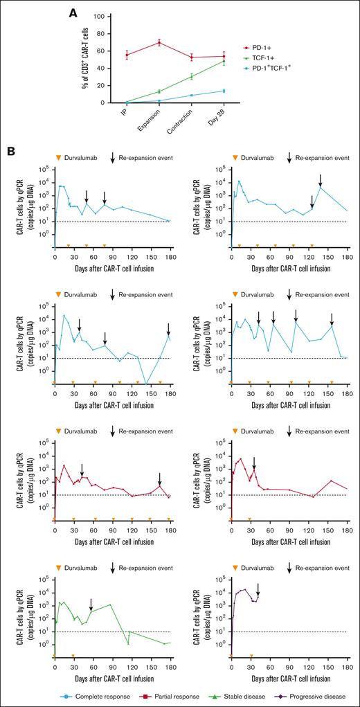 CAR T-cell progenitor exhausted phenotype and in vivo re-expansion in the blood with repeated dosing of durvalumab after JCAR014. (A) Aliquots of the infusion products (n = 26) and blood collected after CAR T-cell infusion (expansion, n = 26; contraction, n = 21; day 28, n = 12) were analyzed by flow cytometry. Percentage of PD-1+, TCF-1+, and PD-1+TCF-1+ CD3+ CAR T cells at each timepoint are shown. Figures show mean ± standard error of the mean. (B) CAR T-cell counts in the blood by qPCR in patients treated with JCAR014 in combination with durvalumab who experienced in vivo re-expansion of CAR T cells. Arrowheads on the x-axis indicate the time of durvalumab doses. Arrows show re-expansion events. Horizontal dashed lines show the qPCR assay limit of detection.