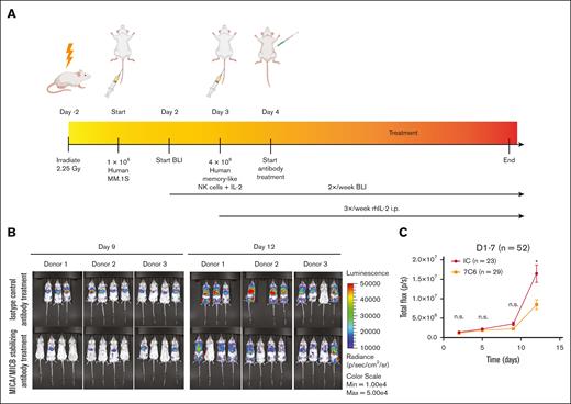 Combined MICA/B stabilization and memory-like NK cell transfer leads to early tumor control in vivo. (A) Experimental design. (B) Representative bioluminescence imaging (BLI) of recipient mice 9 and 12 days after engraftment with MM.1S-luc. Note the scale bar with lower intensities for the BLI signal in the 7C6-treated mice. (C) Enumeration of serial BLI measurements that show reduced tumor burden in mice receiving 7C6 mAb treatment compared with the isotype control. Differences were determined using the Mann-Whitney test; ns, P > .05; ∗P ≤ .05; ∗∗P ≤ .01; ∗∗∗P ≤ .001; ∗∗∗∗P ≤ .0001. IC, isotype control; ns, not significant.