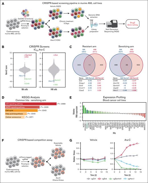 CRISPR screening identifies Herc1 as a modulator of Ara-C response in murine AML cells. (A) Schematic of our CRISPR/Cas9–based screening pipeline developed in murine AML cells. (B) Representation of CRISPR/Cas9–based dropout screen performed in MA and HM cells in the presence of Ara-C (IC50). (C) Representation of overlapping genes that are providing sensitivity (NormZ score, <2) and resistance to Ara-C (>2). (D) Pathway enrichment analysis of sensitizing genes using the KEGG database. (E) Expression analysis of the 39 overlapping sensitizers in the hematopoietic and lymphoid tissues from the CCLE database (n = 188). (F) Schematic of CRISPR-based competition assay. (G) Competitive growth assay ± Ara-C (50 nM) or H2O (vehicle) in MA cells. Data are represented as the ratio of mCherry+ normalized to day 0 (t3 independent transductions). Significance was determined using 2-way analysis of variance (ANOVA), followed by a Dunnett test. ∗P ≤ .05. AMPK, adenosine monophosphate-activated protein kinase; KEGG, Kyoto Encyclopedia of Genes and Genomes.