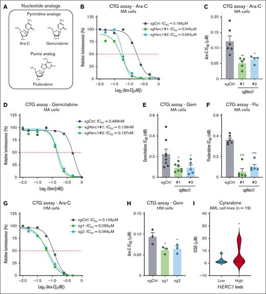 Targeting of Herc1 increases the sensitivity of murine AML cell to nucleoside analogs in vitro. (A) Representation of nucleoside analogs used for cell viability assays. (B) MA cells were seeded in quadruplicates into 96-well plates and treated with varying concentrations of Ara-C. The number of viable cells was measured after 72 hours using the CTG Luminescent Cell Viability Assay. One of the independent experiments is shown. (C) IC50 concentrations of Ara-C of 6 independent repeated experiments in MA with either sgHerc1 number 1 or sgHerc1 number 2 analyzed together or separate with sgCtrl. Significance was determined using 1-way ANOVA followed by Dunnett’s multiple comparisons test. ∗P ≤ .05. (D) MA cells were seeded in quadruplicates into 96-well plates and treated with varying concentrations of Gem. The number of viable cells was measured after 72 hours using the CTG Luminescent Cell Viability Assay. One of independent experiments is shown. (E) IC50 concentrations of Gem of 8 independent repeated experiments in MA with either sgHerc1 number 1 and sgHerc1 number 2 analyzed together or separate with sgCtrl. Significance was determined using one-way ANOVA, followed by Dunnett multiple comparisons test. ∗P ≤ .05. (F) IC50 concentrations of Flu of 8 independent repeated experiments in MA with either sgHerc1 number 1 or sgHerc1number 2, analyzed together or separate with sgCtrl. Significance was determined using a 1-way ANOVA, followed by Dunnett multiple comparisons test. ∗P ≤ .05. (G) HM cells were seeded in quadruplicates into 96-well plates and treated with varying concentrations of Ara-C. The number of viable cells was measured after 72 hours using the CTG Luminescent Cell Viability Assay. One of independent experiments is shown. (H) IC50 concentrations of Ara-C of 3 independent repeated experiments in HM. Significance was determined using a 1-way ANOVA, followed by Dunnett multiple comparisons test. ∗P ≤ .05. (I) HERC1 expression was analyzed in a panel of human AML cell lines (n = 19) and linked to their respective cytarabine IC50. Cell lines were arbitrarily split into low (n = 9) and high (n = 10) expressers of HERC1. Significance was determined using an unpaired 1-tailed t test. ∗P ≤ .05.