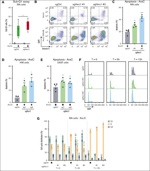 Targeting the E3 Ub ligase Herc1 exacerbates Ara-C-induced apoptosis in AML cells. (A) MA cells were plated for 24 hours in triplicates into 6-well plates and treated with ±Ara-C (200 nM) or H2O (vehicle). The values are presented as means ± standard error of the mean (SEM) (n = 3). Significance was determined using a 2-way ANOVA analysis, followed by Holm-Šídák multiple comparisons test. ∗P ≤ .05. (B) Representative flow cytometry analysis of MA cells treated with ±Ara-C (200 nM) or H2O (vehicle) for 24 hours and stained with annexin V/DAPI. (C) Representation of the annexin V/DAPI analysis displayed in panel B for MA cells. The values are means ± SEM for n = 4 independent replicates. Significance was determined using a 1-way ANOVA, followed by Holm-Šídák multiple comparisons test. ∗∗P ≤ .005; ∗∗∗∗P ≤ .0001. (D) Representation of the annexin V/DAPI analysis displayed in panel B for HM cells. Values are means ± SEM for n = 3 independent replicates. Significance was determined using a 1-way ANOVA, followed by Holm-Šídák multiple comparisons test. ∗P ≤ .05. (E) Representation of the annexin V/DAPI analysis displayed in panel B for U937 cells. Values are means ± SEM for n = 4 independent replicates. Significance was determined using a 1-way ANOVA, followed by Holm-Šídák multiple comparisons test. ∗P ≤ .05. (F) Representative flow cytometry analysis of MA cells treated with Ara-C (200 nM) or H2O (vehicle) for 0 hours, 6 hours, and 12 hours and stained with propidium iodide or DAPI for cell cycle analysis. (G) Representation of the cell cycle analysis displayed in panel B for MA cells with ±Ara-C (200 nM) or water (Vehicle) for 0 hours and 6 hours (n = 3 independent experiments with 3 technical replicates) and for 12 hours (1 independent experiment, 3 technical replicates). Significance was determined using mixed-effects analysis followed by Holm-Šídák multiple comparisons test. ∗P ≤ .05; ∗∗P < .01; ∗∗∗∗P < .0001.