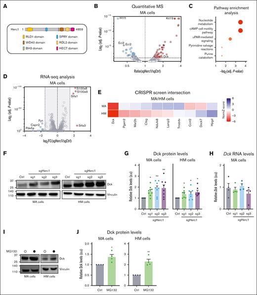 Multiomic analysis identifies the Dck as a downstream target of Herc1. (A) Representation of the functional domains of HERC1 protein. (B) Volcano plot showing protein abundance in sgHerc1-MA cells vs sgCtrl MA cells. P values were calculated using t tests and were corrected for multiple hypothesis testing with Benjamin-Hochberg method. The dashed line represents P = .05. (C) Pathway enrichment analysis of 106 proteins that were significantly abundant in sgHerc1-MA cells. (D) Volcano plot showing differential expressed genes in sgHerc1-MA cells vs sgCtrl MA cells. The dashed line represents log2 fold change (FC) of ±1.5. (E) Integration of transcriptomic and proteomic data with the CRISPR/Cas9 screen to identify potential targets of Herc1. Potential candidates that passed the following criteria of (1) greater protein abundance (>1.5-fold) (shown in panel B) and (2) no corresponding change in mRNA transcript abundance (<1.5-fold) (shown in panel D). (F) Assessment of DCK protein levels in Herc1–gene edited cells. Representative western blot of whole cell lysates shows the DCK protein level in MA and HM-sgCtrl and sgHerc1 knockout cells using 3 different sgRNAs. (G) Quantification of DCK western blot as shown in panel F. Proteins are represented in arbitrary units (a.u.), normalized against sgCtrl. Values are means ± SEM of n = 8 (MA) and n = 7 (HM) independent replicates. Significance was determined using Wilcoxon signed-rank test. ∗P ≤ .05; ∗∗P < .01. (H) Quantitative PCR shows the mRNA levels of Dck in MA cells. Values are means ± SEM, (n = 4). Significance was determined using a 1-way ANOVA, followed by Dunnett multiple comparisons test. ∗P ≤.05; ∗∗P < .01. (I) Assessment of DCK protein levels in MA and HM cells treated with the proteasome inhibitor MG132 (10 μM, 8 hours). Representative western blot of whole cell lysates shows DCK protein level in MA and HM cells. (J) Quantification of DCK western blot as shown in panel I. Proteins are presented in a.u., normalized to the vinculin loading control. Values are means ± SEM (n = 4). Significance was determined using an unpaired 2-tailed t test. ∗P ≤ .05; ∗∗P < .01.