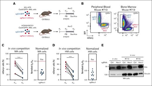 Targeting Herc1 modulates Ara-C response in vivo. (A) Schematic of the in vivo competition experiment. sgHerc1-mCherry cells and sgCtrl-BFP cells were combined in a 1:1 ratio before transplantation. A mix of 1 × 106 cells was transplanted into sublethally irradiated C57BL6.J mice. MA and HM cells were analyzed at the indicated timepoints. (B) Representation of flow cytometry analysis of the peripheral blood (PB) and bone marrow (BM) before and after Ara-C treatment, as described in panel A, in a MA mouse who underwent transplantation. The in vivo competition experiment for MA (C) and HM cells (D). Every value represents the relative abundance of sgHerc1-mCherry AML cells in a mouse (MA, n = 11; HM, n = 10) at given timepoints. Significance was determined using paired t test. ∗∗∗∗P < .0001. MA and HM cells were normalized to pretreatment abundance in the PB. The results are from 2 independent experiments. (E) Assessment of Dck in Herc1–gene edited cells in vitro and 2 mice. BFP+ and mCherry+ cells were sorted before western blot analysis.
