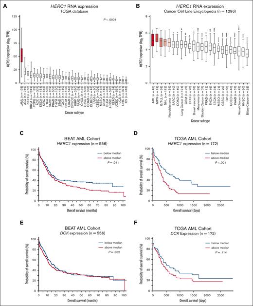 HERC1 expression has prognostic potential in human AML. (A) HERC1 expression was analyzed in a total of 34 different tumor types using the TCGA database. Statistical analysis was performed using a 1-way ANOVA followed by Holm-Šídák multiple comparisons test. ∗P ≤ .05; ∗∗P < .01; ∗∗∗P < .001; ∗∗∗∗P < .0001. (B) HERC1 expression was analyzed in a panel of 1296 different cell lines. Statistical analysis was performed as described in panel A. (C) Kaplan-Meier analysis of the BEAT-AML data set based on HERC1 expression (n = 132). (D) Kaplan-Meier analysis of the BEAT-AML data set based on HERC1 expression (n = 132). (E-F) Similar to panels C-D respectively, except that DCK was analyzed instead. Statistical analysis was performed using the Mantel-Cox test. ∗P ≤ .05; ∗∗P < .01; ∗∗∗P < .001; ∗∗∗∗P < .0001. ACC, adrenocortical carcinoma; BLCA, bladder urothelial carcinoma; BRCA, breast adenocarcinoma; CESC, cervical squamous cell carcinoma; CHOL, cholangiocarcinoma; COAD, colon adenocarcinoma; ESCA, esophageal carcinoma; GBM, glioblastoma; HNSC, head and neck squamous cell carcinoma; KICH, kidney chromophobe; KIRC, kidney renal clear cell carcinoma; KIRP, kidney renal papillary cell carcinoma; LIHC, liver hepatocellular carcinoma; LUAD, lung adenocarcinoma; LUSC, lung squamous cell carcinoma; MESO, mesothelioma; OPSCC, oropharyngeal squamous cell carcinoma; OV, ovarian cancer; PAAD, pancreatic adenocarcinoma; PCPG, pheochromocytoma and paraganglioma; PRAD, prostate adenocarcinoma; READ, rectum adenocarcinoma; SARC, sarcoma; SKCM, skin cutaneous melanoma; STAD, stomach adenocarcinoma; TGCT, testicular germ cell tumors; THCA, thyroid carcinoma; THYM, thymoma; UCEC, uterine corpus endometrial carcinoma; UCS, uterine carcinosarcoma; UVM, uveal melanoma.