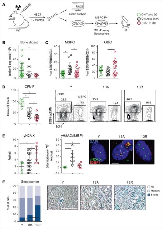HSCT and permanent changes in the MSPCs. (A) Experimental design for HSCT into lethally irradiated 3-month-old wild-type mice (time point at the end of experiment: 13 months, 13R). Age-matched control group (13A) without treatment (HSCT). Analysis of the BM niche in 13-month-old mice (13A and 13R), and Y control group (3 months). Fluorescence-activated cell sorting (FACS) analysis of isolated stromal cells with subsequent cultivation of the MSPCs. (B) Graph shows the total cell number of 4 long BM flushed bones after collagenase digestion. (C) Relative numbers of immature MSPCs (CD45/Ter119/CD31− Sca-1+ Alcam−/low, left) and OBCs (CD45/Ter1197CD31− Sca-1− Alcam+, right); FACS gating strategy in Landspersky et al.11 Representative contour plots of collagenase-digested bones (below). (D) Number of colony-forming mesenchymal stem cells (CFU-F) of 300-plated cultured MSPCs (p4). (E) Graphs show foci/cell (left) and colocalization pixel of yH2A.X and 53BP1 in the nucleus of cultured MSPCs (p4; right). Representative IF images of yH2A.X (green) and 53BP1 (red) in compact bone-derived MSPCs (p4; below) counterstained with DAPI (4′,6-diamidino-2-phenylindole). (F) Average proportion of bluish β-galactosidase (β-gal)–stained compact bone–derived MSPCs (p4, left). White bar indicates cells with no detectable staining whereas light blue and dark blue refer to partially and strongly β-gal–stained cells, respectively; Y (n = 5), 13A (n = 6), and 13R (n = 4). The Kruskal-Wallis test was applied here between the 3 groups examined for each of the 3 β-gal staining concentrations (strong, medium, and no). Representative pictures of β-gal–stained MSPCs (right). The analysis represents 2-3 independent experiments. Scale bars, 5μm (E) and 20μm (F). ∗P < .05 (Kruskal-Wallis test: panels B-F). Data are represented as mean ± SD. Ctrl, control.
