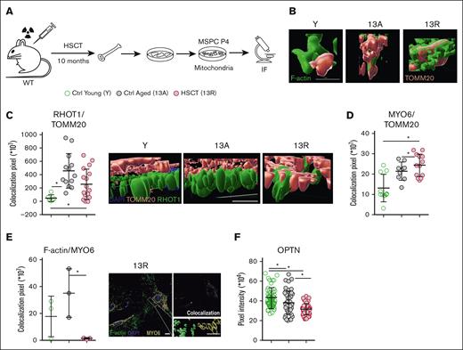 Damaged mitochondria in MSPCs of HSCT-mice. (A) Experimental design for HSCT into lethally irradiated 3-month-old wild-type mice (time point at the end of experiment: 13 months, 13R). Age-matched control group (13A) without HSCT. Analysis of the BM niche in 13-month-old mice (13A and 13R), and Y control group (3 months). Analysis of cultured MSPCs until p4 for analysis with IF assay. (B) Representative confocal microscopy images stained for F-actin (green) and TOMM20 (red) in MSPCs (p4). Image section of a mitochondrion with actin cages. (C) Colocalization pixel of RHOT1 and TOMM20 measured by ImageJ software (left) and representative confocal microscopy images of RHOT1 (green) and TOMM20 (red) counterstained with DAPI (blue, right). (D) Colocalization pixel of MYO6 and TOMM20 measured by ImageJ software. (E) Colocalization pixel of MYO6 and F-actin measured for 3 cells with Imaris software (left) and representative confocal microscopy images for F-actin (stained in green) and MYO6 (yellow) counterstained with DAPI (blue) with additional visualization of colocalization (white) in MSPCs of 13R mice (P4, right). (F) Protein content of OPTN of MSPCs (p4) measured by ImageJ software (the analysis represents 2-3 independent experiments). Scale bars (mitochondria), 0.2μm; scale bars (nucleus), 10 μm. ∗P < .05 (Kruskal-Wallis test: panels C-F). Data are represented as mean ± SD.