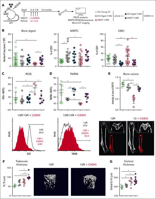 In vivo pharmacological treatment accompanying transplantation process rescues bone biology in mice. (A) Experimental design for HSCT into lethally irradiated 3-month-old wild-type mice (time point at the end of experiment: 13 months, 13R). Age-matched control group (13A) without HSCT. In vivo injection of CASIN (IP, blue filled symbols) at days 5, 6, 7, and 8 after HSCT (13R). Vector injection (phosphate-buffered saline and 15% ethanol, gray-filled symbols) at the same time points. Analysis of the BM niche of 13-month-old mice (13R with or without CASIN and 13A with or without CASIN) and Y control group (3 months, no HSCT; no CASIN and/or vehicle treatment). CT imaging of young and 13-month-old mice (13R + CASIN, 13R + vehicle, and 13A (13A no HSCT; no CASIN and/or vehicle treatment). (B) Graph shows the total cell number out of 4 long BM flushed bones after collagenase digest with CASIN or vehicle treatment (left graph) and relative numbers of immature MSPCs (CD45/Ter119/CD31− Sca-1+ Alcam−/low, middle left) and OBCs (CD45/Ter119/CD31− Sca-1− Alcam+, middle right). (C) Graph shows ROS (reactive oxygen levels) staining measured with FACS analysis in cultured MSPC (p4) with representative FACS plot (right). 13R + vehicle, black; 13R + CASIN, red. (D) Graph shows tetramethylrhodamine methyl ester (mitochondrial membrane potential) staining measured with FACS analysis in cultured MSPC (p4) with representative FACS plot (right). 13R + vehicle, black; 13R + CASIN, red. (E) Micro-CT image of 1 dissected long bone (femur) per mouse (all males). Percentage of BV relative to total volume (TV, graph left) measured with ImageJ software and representative micro-CT images of 13R + CASIN (right). (F) Trabecular thickness analyzed with micro-CT imaging with representative micro-CT image of trabecular structures in mouse femur of 13R + CASIN (right). (G) Cortical thickness analyzed with micro-CT imaging. The analysis represents 2-3 independent experiments. The micro-CT imaging was performed once. ∗P < .05 (Kruskal-Wallis test: panels B-G). Data are represented as mean ± SD. Cs.Th, cortical thickness; PB, peripheral blood; Tb.Th, trabecular thickness.