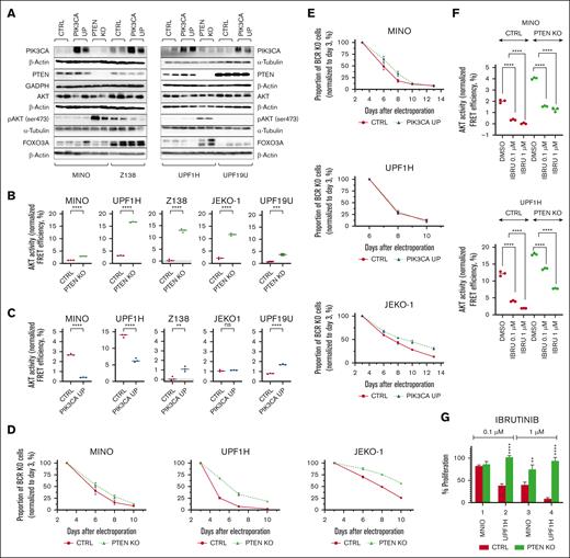 Impact of PTEN loss and PIK3CA gain on AKT activity and BCR prosurvival signaling. Loss of PTEN expression but not PIK3CA (over)expression is associated with hyperphosphorylation and overactivation of AKT. On the contrary, both loss of PTEN and, to a lesser extent, gain of PIK3CA decrease dependance on the prosurvival signaling from BCR. (A) Western blot. Confirmation of the upregulation of PIK3CA in the 4 PIK3CA UP cell lines MINO, Z138, UPF1H, and UPF19U and the loss of PTEN in the PTEN KO clones MINO and UPF1H. Increase of phospho-AKT (ser 473) expression in both PTEN KO cell lines MINO and UPF1H (for each sample, n = 2). (B) AKT activity as measured using genetically encoded FRET-based biosensor. Significantly increased AKT kinase activity in all PTEN KO cell lines compared with respective control cell lines; technical triplicates; (C) FRET assay. Variable effect of PIK3CA (over)expression on AKT activity; technical triplicates. (D) PTEN loss increases survival of MCL cells with knockout of BCR gene (n = 3). (E) Transgenic (over)expression of PIK3CA in MINO and JEKO-1 but not in UPF1H increases survival of MCL cells with knockout of BCR gene (n = 3). (F) AKT activity as measured using genetically encoded FRET-based biosensor. AKT activity in PTEN KO cell lines is higher than that of respective cell lines. In addition, after exposure to BTKi ibrutinib for 3 hours, AKT activity in PTEN KO cell lines remains higher than AKT activity in the respective control cell lines (n = 3). (G) Proliferation assay implemented 72 hours after exposure to ibrutinib (0.1 and 1 μM); the cellular proliferation of the treated cells was normalized to the cellular proliferation of the untreated cells (n = 3); data are represented as mean ± standard deviation (SD); ∗P < .05; ∗∗P < .01; ∗∗∗P < .001; ∗∗∗∗P < .0001; (N) represents the number of biological replicates. CTRL, controls; DMSO, dimethyl sulfoxide; ns, not significant.