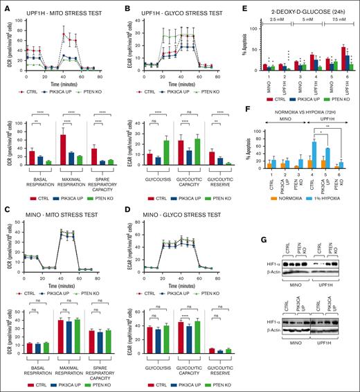 PTEN KO and PIK3CA UP cell lines have changed the activity of key energy-metabolic pathways and have increased survival under hypoxia. (A-D) Mito stress tests and glycol stress tests performed using Seahorse analyzer. (A) Decrease in the basal respiration, maximal respiration, and spare respiratory capacity in UPF1H PIK3CA UP and PTEN KO cells compared with UPF1H unmodified cell line; measured by OCR. (B) Increase in basal glycolysis in UPF1H PTEN KO cells, decrease of glycolytic capacity in UPF1H PIK3CA UP cells, and decrease of glycolytic reserve in both tested variants; measured by ECAR. (C) No significant changes of mitochondrial function in MINO PIK3CA UP modified cells compared with MINO CTRL. (D) Slight decrease of glycolysis parameters in in MINO PIK3CA UP modified cells compared with MINO CTRL. (E) Number of apoptotic cells 24 hours after exposure to the inhibitor of glycolysis 2-DG (2.5, 5, and 7.5 mM); apoptosis of the treated cells was normalized to the apoptosis of the untreated cells (n = 3). (F) Increased survival of PTEN KO and PIK3CA UP cell lines after 72-hour exposure to 1% hypoxia; apoptosis of the cells cultured for 72 hours under 1% hypoxia (as well as apoptosis of the cells cultured for 72 hours in parallel under normoxia) was normalized to the apoptosis of the cells before placement into hypoxia (n = 3). (G) Western blot analysis of HIF1-alpha in PTEN KO and PIK3CA UP cell lines compared with respective control cell lines (for each sample, n = 2); data are represented by means ± SD; ∗P < .05; ∗∗P < .01; ∗∗∗P < .001; ∗∗∗∗P < .0001; (N) represents the number of biological replicates. CTRl, control; ns, not significant.