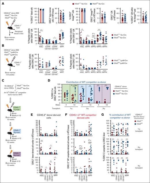 Defective hematopoietic reconstitution in mice that received transplantation with NFAT5-deficient bone marrow or HSCs. (A) Schematic diagram of the experiment (upper left), and donor-derived (CD45.2+) reconstitution of blood, different bone marrow populations, and hematopoietic stem and progenitor subsets in mice that received transplantation with bone marrow (0.5 × 106 cells) from hematopoietic cell–specific NFAT5-deficient mice (Nfat5fl/fl Vav-Cre) or littermate WT mice. Results are from 3 independent experiments, each with 1 bone marrow donor of the respective genotype and 6 to 9 recipients. (B) Donor-derived reconstitution of bone marrow hematopoietic stem and progenitor subsets in mice that received transplantation with bone marrow from myeloid-specific NFAT5-deficient mice (Nfat5fl/fl LysM-Cre) or littermate WT mice (Nfat5+/+ LysM-Cre). Results are from 2 independent experiments (left panel) or 1 experiment (right panel), each with 1 bone marrow donor of each genotype and 3 to 7 recipient mice. (C) Schematic diagram of transplants with Nfat5fl/fl Vav-Cre or WT HSCs together with competitor WT bone marrow cells. For primary transplants, fluorescence-activated cell sorter (FACS)–sorted CD45.2+Nfat5fl/fl Vav-Cre or WT HSCs were mixed with competitor WT CD45.1.2+ bone marrow cells and transplanted into irradiated CD45.1+ recipient mice. For secondary and tertiary transplants, donor cells were from whole bone marrow. (D) Competitor (CD45.1.2+) vs donor (CD45.2+) chimerism in peripheral blood cells isolated from mice serially reconstituted from NFAT5-deficient and control HSCs in competition with WT bone marrow. Blood samples were obtained 4 and 12 weeks after transplant. See supplemental Figure 5A-B for the number and percentage of donor- and competitor-derived blood cells. (E) Numbers of CD45.2+ donor- and (F) CD45.1.2+ competitor- derived reconstitution of bone marrow hematopoietic stem and progenitor subsets through serial transplants derived from Nfat5fl/fl Vav-Cre or WT HSCs. Analysis was done at week 13 after each transplant. (G) Competitor (CD45.1.2+) vs donor (CD45.2+) chimerism in hematopoietic stem and progenitor subsets isolated from mice serially reconstituted from NFAT5-deficient and control HSCs in competition with WT bone marrow. Results in panels D-G are from 2 independent transplant experiments, each with 1 HSC donor of each genotype and 3 to 6 recipients for the primary transplants. Secondary and tertiary transplants were done with pools of reconstituted bone marrow (4-6 WT and 3-5 NFAT5-deficient donors were pooled for the secondary transplant; and 5-7 WT and 3-8 NFAT5-deficient donors were pooled for the tertiary transplant). Results are shown as mean ± SEM. Statistical test: unpaired t test. ∗P < .05, ∗∗P < .01, ∗∗∗P < .001. P values < .1 are also indicated.