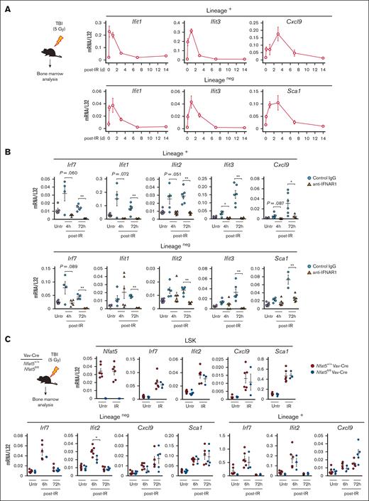 γ irradiation triggers a wave of IFN-1 response genes in the bone marrow. (A) Expression of IFN-1 response genes in lineage-positive (lineage+) and lineageneg cells in the bone marrow of mice exposed to sublethal, TBI (5 Gy). Samples were analyzed 4 hours, and 1, 3, 7, and 14 days after irradiation. Results are shown as mean ± SEM (n = 4 mice). (B) Effect of neutralizing IFNAR1 on the expression of IFN-1 response genes in lineage+ and lineageneg bone marrow cells after TBI (5 Gy). Samples were analyzed 4 and 72 hours after irradiation in mice treated with control immunoglobulin G1 (IgG1) or neutralizing anti-IFNAR1 antibody as described in “Materials and methods.” Nonirradiated cells (Untr) are shown. Results are shown as mean ± SEM (n = 3-6 mice per condition). (C) Expression of IFN-1 response genes in LSK cells, lineage+, and lineageneg bone marrow cells of Nfat5fl/fl Vav-Cre or littermate WT mice after TBI (5 Gy). LSK cells were analyzed 6 hours after irradiation, and lineage+ and lineageneg cells at 6 and 72 hours. Nonirradiated cells (Untr) are shown. Results are shown as mean ± SEM (n = 3-6 mice of each genotype). Statistical test: unpaired t test. ∗P < .05, ∗∗P < .01. P values < .1 are also indicated.