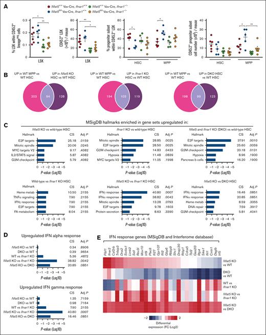 Transcriptome analysis of hematopoietic progenitors reconstituted upon transplant of IFNAR1- and NFAT5-deficient HSCs. (A) Proportion and number of donor-derived LSK cells, HSCs and MPPs in bone marrow of mice that received transplantation with HSC donor cells (200 HSCs + 3 × 105 CD45.1 Sca1neg helper cells as in supplemental Figure 4A) of the indicated genotypes, and used for the RNA-sequencing analysis below. Results are shown as mean ± SEM. Statistical significance (unpaired t test) is shown for comparisons between the indicated genotypes. ∗P < .05, ∗∗P < .01. Transplants were done with 1 donor of HSCs of each genotype transplanted in 6 recipient mice. Equal numbers of FACS-sorted HSCs and MPPs from 6 recipient mice per genotype were pooled and processed for RNA sequencing. (B) Venn diagrams illustrating the numbers of differentially upregulated (FC ≥2.5) MPP-enriched (WT MPPs vs WT HSCs) genes in NFAT5-deficient (Nfat5 KO) vs WT HSCs; IFNAR1-deficient (Ifnar1 KO) vs WT HSCs; and double-deficient (DKO) vs WT HSCs. (C) Main MSigDB hallmarks enriched in the set of genes differentially upregulated (FC ≥2) in the indicated HSC comparisons. MSigDB hallmarks analysis was done with Enrichr. (D) Relative upregulation of IFN response genes in the MSigDB hallmarks database in pairwise comparisons of HSCs of the indicated genotypes. (E) Heat map showing the differential expression of a subset of 29 IFN-response genes in the comparisons indicated. This subset comprises genes annotated as IFN responsive in MSigDB and/or Interferome database, within the set of genes differentially upregulated (411 genes, FC ≥2) in NFAT5-deficient (Nfat5 KO) vs NFAT5 and IFNAR1 double-deficient HSCs (DKO). adj P, adjusted P value; CS, combined score.