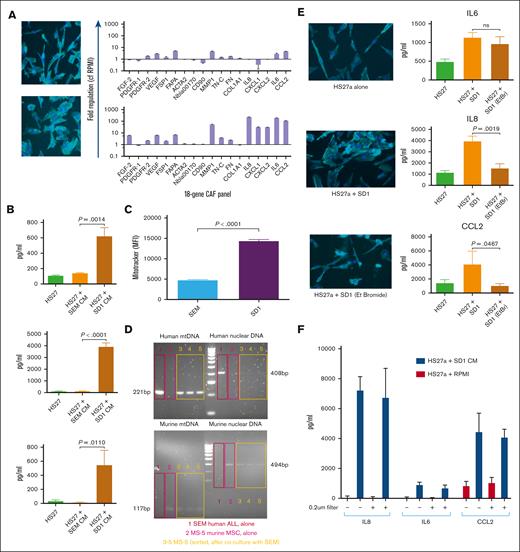 The B-ALL–mediated MSC to CAF transition is contact-independent and mediated by transfer of mitochondrial elements. (A) Photomicrographs (magnification ×20) showing phalloidin/DAPI staining of HS27a MSCs after coculture with SEM (top) or SD-1 (bottom) conditioned media alongside the 18-gene panel showing fold upregulation (Y axis) compared with mean baseline of HS27a MSCs. (B) Cytokine bead assays for IL-6, IL-8, and CCL2 (pg/mL, Y axis) following exposure of HS27a MSCs to RPMI alone or SEM or SD-1 ALL conditioned media, as indicated on the X axis. Mean and standard error of mean from 3 independent experiments are shown. ∗.01 < P ≤ .05; ∗∗.001 < P ≤ .01; ∗∗∗∗P ≤ .0001. (C) Mitochondrial transfer to HS27a MSCs from SEM or SD-1 cells (X-axis) by MitoTracker assay (mean fluorescence intensity, Y axis). (D) Agarose gel images showing PCR products from human nuclear and mitochondrial DNA and murine nuclear and mitochondrial DNA, as indicated in each quadrant, after coculture of SEM cells with MS-5 murine stromal cells. Red boxes in lane 1 represent SEM alone, pink boxes in lane 2 MS-5 alone, and yellow boxes in lanes 3 to 5 flow-sorted MS-5 cells after coculture. (E) Photomicrographs (magnification ×20) showing phalloidin/DAPI staining of HS27a MSCs alone, and cytokine bead assays for IL-6, IL-8, and CCL2 (pg/mL, Y axis) production by HS27a cells: alone, after coculture with SD-1 cells, and after coculture with SD-1 cells depleted of mitochondrial nucleic acid by low-dose ethidium bromide. For the cytokine production, mean and standard error of mean from 3 independent experiments are shown. (F) Cytokine bead assays for IL-6, IL-8, and CCL2 (pg/mL, Y axis) following exposure of HS27a cells to SD-1-conditioned medium (blue bars) or RPMI-alone control (red bars) with (+) or without (−) 0.2-μm filtration.