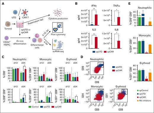 HSPCs differentiated in the presence of the supernatant of activated CAR-T cells presented less mature phenotypes. (A) Schematic representation of the ex vivo myeloerythroid differentiation model employed. CD34+ HSPCs were harvested and subjected to differentiation under 3 conditions, namely the addition of supernatant produced by the coculture of untransduced lymphocytes (spUTD), BCMA CAR-T cells (spCAR) to the MM tumoral cell line U266 for 48 hours, and control condition without the addition of supernatant. Cytokine production was measured in the supernatant. The phenotype obtained after 12 and 24 days of ex vivo differentiation of the HSPCs was studied using next generation flow cytometry. scRNA-seq was performed after 24 days of ex vivo differentiation. (B) Concentration of IFN-γ, TNF-α, IL-2, and IL-6 cytokines in the spUTD (blue) and activated BCMA CAR-T cells (red) after 48 hours of coculture with the MM cell line U266 at a 1:1 effector-to-target ratio (n = 3). (C) Proportion of HSPCs differentiated (n = 3) in the control (green), spUTD (blue), and spCAR (red) conditions. Analysis of less differentiated (upper panel) and more differentiated (lower panel) cells is shown for the 3 lineages, namely neutrophilic (CD10−; CD10+CD16+), monocytic (CD14−CD64+; CD14+CD35+), and erythroid (CD71+CD36−; CD71+CD36+) lineages. The proportion of cells that achieved mature myeloerythroid phenotypes was significantly lower in the spCAR group. (D) FACS gating results of HSPCs that were differentiated in the presence of spUTD (blue) or spCAR (red) at day 24 of differentiation. Gates of more differentiated cells are shown for neutrophilic (CD10+CD16+), monocytic (CD14+CD35+), and erythroid (CD71+CD36+) lineages, respectively. (E) The proportion of HSPCs after differentiated for 24 days (n = 2) in the control (green), spUTD (blue), spCAR (red), and spCAR with inhibitors mix (yellow) conditions. The mix included IL-6 inhibitor at working concentration of 0.1 mM, TGF-β inhibitor at 1 mM, IFN-γ inhibitor at 1 mg/mL, IL-17a inhibitor at 1 mM; and TNF-α-TNF-β inhibitor at 0.1 mg/mL. Welch tests for panel B and unpaired t tests for panel C were used. ∗P < .05; ∗∗P > .01.