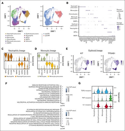 Characterization of differentiated CD34+ cells at single-cell level. scRNA-seq of ex vivo liquid culture differentiation samples of healthy CD34+ cells at day 24 after addition of spCAR or spUTD as control was performed. (A) An overview of the 8259 cells that passed quality control and filtering for subsequent analyses in this study. On the left, UMAP plot showing the 11 clusters that were analyzed and annotated. On the right, UMAP plot showing the distribution of cells from each condition (spUTD or spCAR). (B) Dot plot with the expression of canonical markers. (C) Violin plots of cell markers for mature neutrophils (MPO, PRTN3, ELANE, LTF, and MMP8) and precursors of neutrophils (RUNX1, GATA2, CXCR4, and CEBPA). (D) Violin plots of cell markers for mature monocytes (CD14, CXCL16, IL18, and CD74) and monocyte precursors (CLU, CCL23, VSTM1, and PADI4). (E) UMAP plot showing the expression of KIT and TPSAB1, which are mainly distributed within erythroid precursors. (F) Gene ontology analysis of granulocytes and erythroid precursor clusters corresponding to cells exposed to spUTD and spCAR, respectively, showed pathways that confirm these phenotypes. (G) Expression of the cytokine TGF-β, TNF, and IL-1 receptors families in neutrophils, precursors of neutrophils, monocytes, precursors of monocytes, and erythroid precursors.