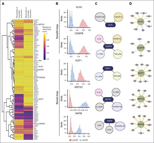 Analysis of GRNs in cells differentiated in presence of spCAR or spUTD. SimiC was applied to infer GRNs associated with more mature phenotypes or with those still in the differentiation process. (A) Heat map showing the regulatory dissimilarity score between cells exposed to spUTD and those exposed to spCAR of the different regulons within neutrophil lineage cells and monocytic lineage cells. (B) Histograms showing the activity score of KLF6 and CEBPB regulons, which are associated with neutrophilic lineage, and the IKZF1, MEF2C, and MAFB regulons, associated with monocytic lineage, for cells exposed to spUTD and those exposed to spCAR. (C) Representative scheme of cytokine-related genes that belong to the regulons KLF6, CEBPB, IKZF1, MEF2C, and MAFB. (D) Networks of the TFs KLF6, CEBPB, IKZF1, MEF2C, and MAFB and their top related genes.