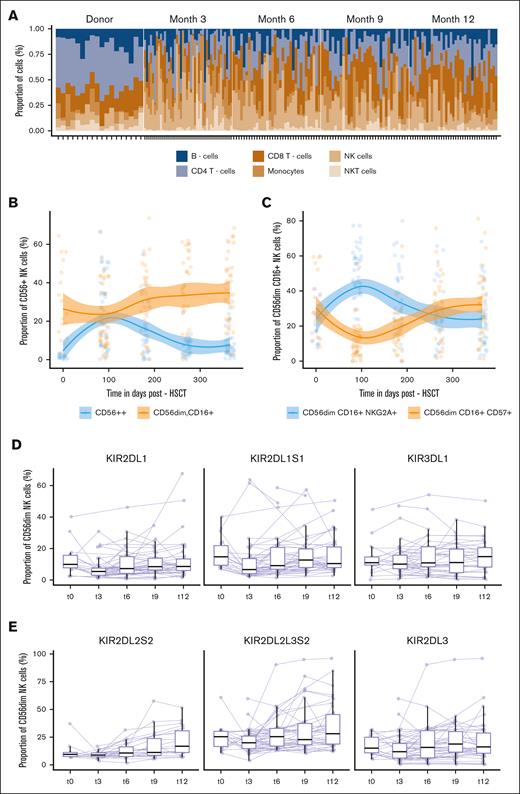 Immune-cell composition during the first year after HSCT. (A) Relative proportions of 6 major cell populations: CD8+ and CD4+ T cells, NK T cell, NK cell, monocytes, and B cells assessed at the indicated time points after HSCT: t0 (n = 18), t3 (n = 44), t6 (n = 35), t9 (n = 32), and t12 (n = 37). Each stacked bar represents an individual. (B) Evolution of the frequency of CD56bright, CD56dim, CD16+ NK cells at indicated time points after HSCT: t0 (n = 18), t3 (n = 44), t6 (n = 35), t9 (n = 32), and t12 (n = 37) fitted using LOESS regression with a 95% confidence interval. Day 0 indicates a pre-HSCT state of the donor. Color-coded lines represent linear regression according to cell subset. (C) Evolution of the frequency of CD56dim, CD16+, NKG2A+, CD57neg and CD56dim, CD16+, NKG2Aneg, and CD57+ NK cells at the indicated time points after HSCT: t0 (n = 18), t3 (n = 44), t6 (n = 35), t9 (n = 32), and t12 (n = 37) fitted using LOESS regression with a 95% confidence interval. Day 0 indicates a pre-HSCT state of the donor. Color-coded lines represent linear regression according to the cell subset. (D, E) Proportion of KIR+ CD56dim NK cell at the indicated time points after HSCT: t0 (n = 18), t3 (n = 44), t6 (n = 35), t9 (n = 32), and t12 (n = 37). The lines connect paired samples. Box plots display medians and IQRs, with whiskers representing 1.5× IQR.