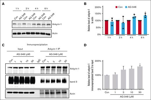 Effect of AG-348 on the association of band 3 with ankyrin-1. (A-B) HbSS RBCs were treated with DMSO (Con) or 30-μM AG-348 in DMSO for different times (1, 2, 4, and 6 hours), and the level of membrane-associated ankyrin-1 was analyzed by western blotting and quantified by densitometry. The mean increase on ankyrin-1 of RBC treated with 30-μM AG-348 for 4 and 6 hours were 31% and 38%, respectively. ∗P ˂ .05. (C-D) HbSS RBCs were treated with DMSO (Con) or different concentrations (1, 3, 10, and 30 μM) of AG-348 in DMSO for 8 hours, and the interaction between ankyrin-1 and band 3 was measured by immunoprecipitation and quantified by densitometry analysis. The mean increase on the interaction between ankyrin-1 and band 3 of RBC treated with 1-, 3-, 10-, and 30-μM AG-348 were 5%, 38%, 45%, and 61%, respectively. ∗P ˂ .05. Three biological replicates of HbSS donors were used in all ex vivo assays.