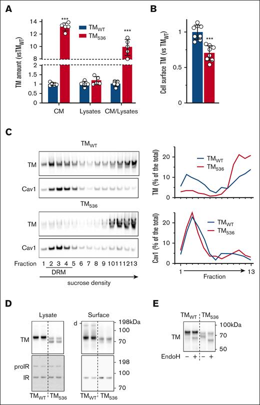 Expression and release of TM536. TMWT and TM536 were overexpressed in HEK293 cells then (A) TM was measured by ELISA in cell CM after 17 hours of accumulation and in cell lysates (CM/lysate ratio reflects TM release capacity) and (B) TM cell-surface expression was measured by flow cytometry. (C) Cells were homogenized for DRM preparation, and TM and Cav1 (DRM marker) were detected by immunoblot in each fraction of the sucrose density gradient. Densitometric analysis of the immunoblots (right panels) shows TM and Cav1 distribution in the gradient as a percentage of their total amount. (D) Immunoblot detection of TM and endogenous IR in lysates of cells overexpressing TMWT and TM536 and on their surfaces after biotinylation and enrichment of cell-surface–exposed proteins (d- indicates the position of TM homodimers). The enrichment of cell-surface–exposed proteins is attested by the detection of IR. The proIR is intracellular and only detected in cell lysates, whereas its mature form (IR) is exposed at the cell surface. (E) Lysates from cells overexpressing TMWT or TM536 were left untreated (−) or deglycosylated with EndoH (+), and TM was detected using immunoblot. Values are mean ± standard deviation (SD) expressed as fold change relative to TMWT. Statistical analyses were performed using unpaired t test in panels A,B. ∗∗∗P < .001. CaV1, Caveolin 1; IR, insulin receptor; proIR, proform of IR.