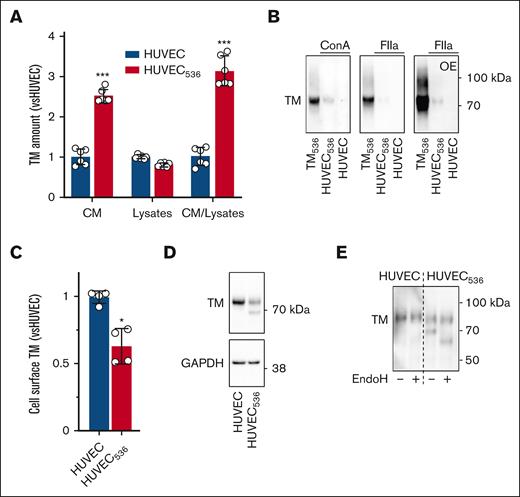 Expression and release of TM from HUVEC. (A) TM was measured by ELISA in HUVEC and HUVEC536 CM and lysates (CM/lysate ratio reflects TM release capacity). (B) TM contained in the CM of HUVEC and HUVEC536 was concentrated by Con A or FIIa affinity purification and run on SDS-PAGE alongside sTM produced by HEK293 cells overexpressing TM536, then TM was detected by immunoblot. (C) Expression of TM on the surface of HUVEC and HUVEC536 was measured using flow cytometry. (D) Immunoblot detection of TM and GAPDH (loading control) in lysates of HUVEC and HUVEC536. (E) TM was detected in the lysates of HUVEC and HUVEC536 submitted (+) or not (−) to EndoH deglycosylation. Value are mean ± SD expressed as fold change relative to TMWT or HUVEC. Statistical analyses were performed using an unpaired t test for panel A or Mann-Whitney test for panel C. ∗P < .05; ∗∗∗P < .001. Con A, Concanavalin A; GAPDH, glyceraldehyde-3-phosphate dehydrogenase; OE, overexposed blot.