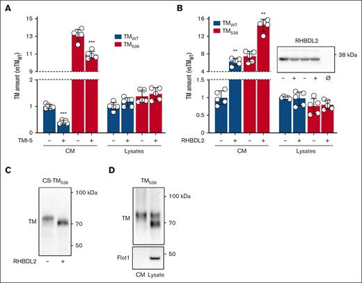 Characterization of released sTM536. (A) HEK293 cells overexpressing TMWT and TM536 were treated with TMI-5 (+; 5 μM; 17 hours), and TM was measured by ELISA in CM and cell lysates. (B) TMWT and TM536 were overexpressed together with inactive (−) or active (+) RHBDL2, and TM was measured by ELISA, as in panel A (inset shows RHBDL2 expression in cell lysates; Ø, no RHBDL2). (C) CS-TM536 was overexpressed together with inactive (−) or active (+) RHBDL2, and sTM536 in CM was detected by immunoblot. (D) Immunoblot detection of TM536 and Flot1 (used as a cell lysate marker) contained in CM and cell lysate. Values are mean ± SD, expressed as fold change relative to TMWT-overexpressing cells. Statistical analyses were performed using an unpaired t test for panel A or Mann-Whitney test for panel B. ∗∗P < .01; ∗∗∗P < .001. CS-TM536, CS-devoid TM536; Flot1, Flotilin 1.