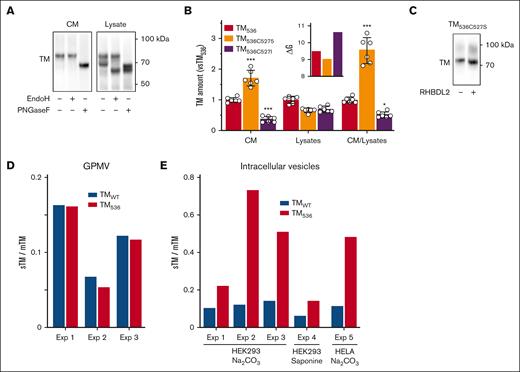 Mechanism of TM536 release from cells. (A) CM from TM536-overexpressing cells were left untreated (−) or deglycosylated with EndoH or PNGaseF (+), then TM was detected by immunoblot. Enzyme’s ability to deglycosylate TM536 was confirmed using TM536 from the cell lysate. (B) The indicated forms of TM536 were overexpressed in HEK293 cells, then TM was measured by ELISA in the CM and cell lysates (CM/lysate ratio reflects TM release capacity). The inset shows the hydropathy scores (ΔG) of IMD. Values are mean ± SD, expressed as fold change compared with TM536. Statistical analyses were performed using analysis of variance (ANOVA) followed by Dunnett multiple comparison tests (vs TM536): ∗P < .05; ∗∗∗P < .001. (C) Immunoblot detection of soluble forms of TM536C527S contained in the CM of HEK293 cells overexpressing the inactive (−) or active form (+) of RHBDL2. (D) GPMV was prepared from HEK293 cells overexpressing TMWT and TM536 and incubated for 5 hours. TM in CM (sTM) and GPMV lysates (mTM) was measured by ELISA. The release of TM from GPMVs is shown by the ratios of sTM/mTM from 3 independent experiments (Exp 1-3). (E) Intracellular vesicles prepared from HEK293 and HELA cells overexpressing TMWT and TM536 were disrupted by incubation in Na2CO3 or saponin, and soluble TM (sTM) and mTM levels were measured by ELISA. The release of TM in the lumen of intracellular vesicles is shown by the ratios of sTM/mTM from 5 independent experiments (Exp 1-5). Exp, experiment; mTM, membrane TM.