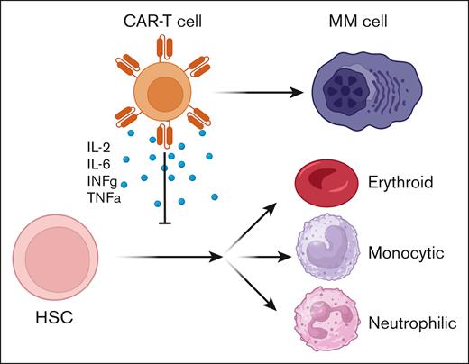Schematic demonstration of how activation of CAR T cells by contact with MM cells leads to the elaboration of inflammatory cytokines that suppress hematopoietic stem cell (HSC) differentiation into mature blood cells.