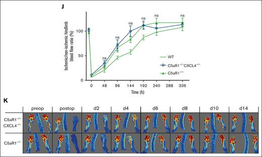 C5aR1-induced inhibition of neovascularization by platelets depends on CXCL4 secretion and is distinct from platelet activation. (J-K) HLI was induced in C5aR1−/− mice or C5aR1−/−CXCL4−/− mice and a WT control group, which were generated as described in the “Methods.” Double knockout mice showed no increased revascularization in comparison to C5aR1−/− mice. Data are presented as the mean ± SEM (n = 5-7) and are displayed as a percentage of the perfusion in the contralateral control limb. n.s. = no significant difference could be observed compared with C5aR1−/− animals. (K) Shows representative LDI images of mouse hind limbs after femoral artery ligation and during revascularization over 14 days.