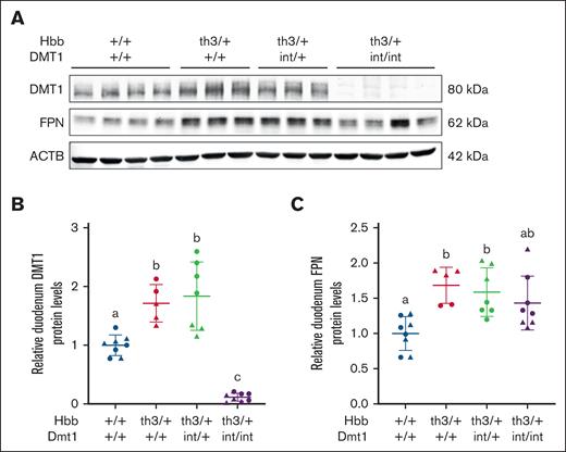 Intestinal DMT1 and FPN expression is elevated in Th3/+ mice. Duodenal DMT1 and FPN protein expression was assessed in male (triangles) and female (circles) littermates at 6 weeks of age. A representative western blot for DMT1, FPN, and ACTB is shown (A), and quantitative data from all experiments are also shown (B-C). Data are mean ± standard deviation (SD) for n = 5 to 8 mice per group and were analyzed by 1-way analysis of variance (ANOVA) followed by Tukey multiple comparisons test. Groups labeled with different letters are significantly different from one another. Genotype main effects: P < .0001 for panel B; P < .01 for panel C. ACTB, beta actin.