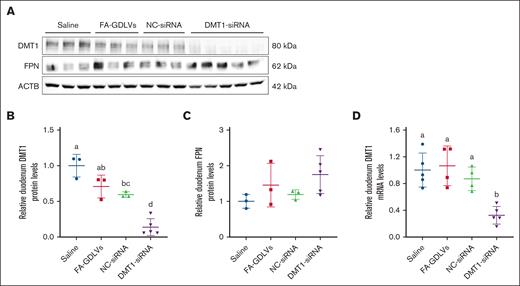 FA-GDLV–mediated oral delivery of DMT1 siRNA decreased intestinal DMT1 protein levels in Th3/+ mice. Expression of intestinal NHI transporters was assessed in 6-week-old male Th3/+ mice that had been treated with saline, empty NPs (FA-GDLVs), or with FA-GDLVs carrying negative-control (NC), or DMT1 siRNA daily for 16 days. Western blots (A) and quantitative data (B-C) are shown. For comparison, duodenal DMT1 mRNA levels are also shown (D). Data are mean ± SD for n = 3 to 5 mice per group and were analyzed by 1-way ANOVA followed by Tukey multiple comparisons test. Groups labeled with different letters are significantly different from one another. Treatment main effect: P < .001 for panels B,D.
