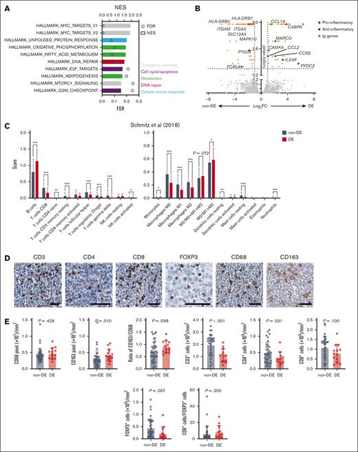 Analysis of differential gene expression and variances in immune infiltration between DE-DLBCL and non–DE-DLBCL. (A) Gene set enrichment analysis revealed disparate expression patterns of gene sets when DE-DLBCL was compared with non–DE-DLBCL with a false discovery rate (FDR) >0.25. (B) A volcano plot depicting DEGs, highlighting those with an adjusted P (q) value <.05 and fold change (FC) >2. (C) Using publicly available data (Schmitz et al18), immune cell deconvolution was performed using CIBERSORTx. The number of B cells represents the combined abundance of naïve B cells, memory B cells, and plasma cells from the original CIBERSORTx data set. (D) Representative IHC images of immune cells. Immune cells stained for CD3, CD4, CD8, FOXP3, CD68, and CD163 (scale bar, 50 μm). (E) Comparative analysis of the immune cell composition between nodal DE-DLBCL and nodal non–DE-DLBCL using immunohistochemical staining and automated enumeration of immune cells. The Mann-Whitney U test was performed for panels C,E. ∗P < .05; ∗∗P < .01; ∗∗∗P < .001. NK, natural killer.