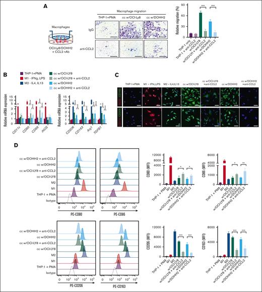 CCL2 secretion from DE-DLBCL cells is crucial for macrophage recruitment and M2 polarization. MYChigh/BCL2high, OCI-Ly8, and DOHH2 cells were cocultured with THP-1–derived macrophages in the absence or presence of anti-CCL2 nAbs. (A) MYChigh/BCL2high cells were cocultured with THP-1–derived macrophages in a Transwell system. Macrophage migration was assessed using a migration assay (scale bar, 250 μm). (B-D) The mRNA and protein expression of macrophage differentiation markers were analyzed using qRT-PCR, IF staining, and flow cytometry (scale bar, 20 μm). The data are presented as mean ± SEM of 3 independent experiments. ∗P < .05; ∗∗P < .01; ∗∗∗P < .001. IFN-γ, interferon gamma; LPS, lipopolysaccharide; MFI, mean fluorescence intensity.