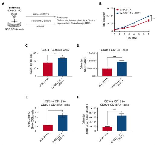 UM171 enhances the in vitro expansion of CD34+ cells from patients with SCD. (A) Outline of in vitro manipulations and analysis. CD34+ cells from patients with SCD were prestimulated and transduced with LV-BCL11A in the presence or absence of UM171 and cultured 7 days for readouts. See “Material and methods” for details. (B) Total cell numbers of CD34+ cells transduced with LV-BCL11A in presence or absence of UM171. (C) The percentage of CD34+ CD133+ cells and (D) CD34+ CD133+ absolute cell numbers after transduction in the presence or absence of UM171. (E) The percentage of CD34+ CD133+ CD90+ CD45RA– cells and (F) absolute numbers of CD34+ CD133+ CD90+ CD45RA– after transduction in presence or absence of UM171. Data represent mean ± standard deviation (SD), n = 3, 3 independent experiments from cells of different patients with SCD. ∗∗P < .01; ∗∗∗P < .001.