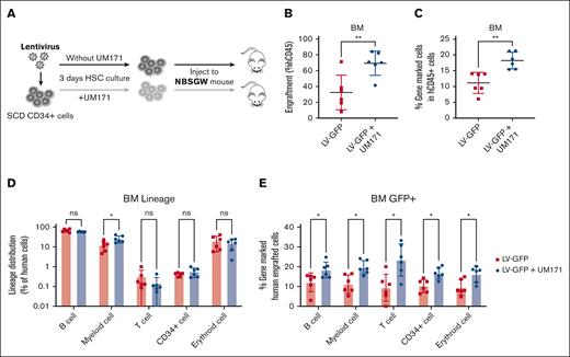 UM171 increases engraftment of CD34+ cells in xenografts. (A) Outline of assay. CD34+ cells from patients with SCD were prestimulated and transduced with LV-GFP in the presence or absence of UM171 and transduced cells were injected into NBSGW mice. (B) Engraftment of CD34-derived CD45+ cells and (C) gene-marked CD45+ cells in BM of NBSGW mice at week 16 after transplant. (D) Lineage distribution and (E) the percentage of gene-marked human cells from BM. Data represent mean ± SD, n = 6, each data point represents an individual mouse. ∗P < .05; ∗∗P < .01.