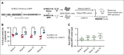 UM171 enhances reconstitution of CD34+ cells expressing a BCL11A shmiR in NBSGW mice. (A) Outline of competitive assay, CD34+ cells from patients with SCD (n = 3) were prestimulated and transduced in the presence or absence of UM171 with a Venus- or a BFP-expressing vector. Equal numbers of Venus-marked and BFP-marked cells were mixed 1:1 and coinjected into NBSGW mice. (B) Competitive repopulation between cells transduced in presence or absence of UM171. Both vectors expressed the BCL11A shmiR. (C) Ratio of engrafted gene-marked cells after transduction in the presence or absence of UM171. Data represent mean ± SD, n = 9, each data point represents an individual mouse. ∗P < .05; ∗∗∗∗P < .0001.