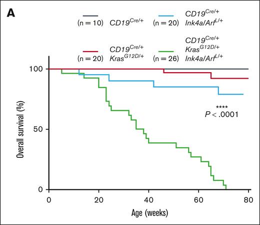 Development of a clonal low-grade B-cell lymphoma and pre-B-ALL in engineered mice. (A) Kaplan-Meier survival plots illustrating overall survival of mouse cohorts according to genotype. P values were calculated by using the log-rank test.