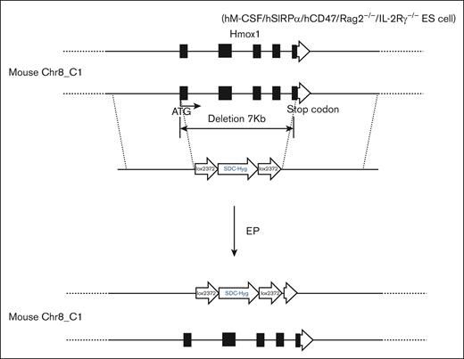 HMOX-1 KO design. A 7-kb mouse genomic sequence of the mouse Hmox-1 gene, from the start codon ATG to the stop codon, was deleted on mouse chromosome 8 C1, between coordinates chr8 75093750 and 75100019. The deletion was performed in ES cells with humanized M-CSF, SIRPα, CD47, and deletion of mouse Rag2 and IL-2Rγ genes. The mouse embryo comprising the donor ES cells was incubated in vitro and then implanted into a surrogate mother to produce an F0 mouse fully derived from the donor ES cells. Mice with Hmox-1 gene deleted were identified by genotyping using the MOA assay described above. Mice heterozygous for deletion of the Hmox-1 gene were bred to homozygosity for all genes. EP, electroporation; KO, knockout.