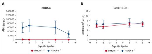 Injected hRBCs survive longer in HMOX-1–/– mice than in HMOX-1+/+ mice. Human RBCs were injected intraperitoneally into nonengrafted HMOX-1+/+ (n = 7) and HMOX-1–/– MSRG47 mice (n = 7). Mice were bled retro-orbitally at days 1, 2, 6, and 8 after injection and analyzed for human RBCs (hCD235a+) vs mouse RBCs (Ter-119+). (A) Number of hRBCs per microliter of blood. (B) Total RBCs (human and mouse) per microliter of blood.