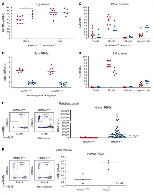 HMOX-1–/– HIS mice have hRBCs in peripheral blood. HMOX-1–/– and HMOX-1+/+ MSRG47 mice were intrahepatically engrafted with hHSCs. At 12 weeks after engraftment, mice were examined for (A) total circulating hCD45+ cells (human leukocytes) in the peripheral blood and BM. (B) Total RBC levels in the blood of nonengrafted vs engrafted HMOX-1+/+ and HMOX-1–/– mice. (C) Levels of human CD3+ T cells, CD19+ B cells, NKp46+ NK cells, and CD14+ myeloid cells (as percentage of total hCD45+ cells) are shown in the blood. (D) Levels of human CD3+ T cells, CD19+ B cells, NKp46+ NK cells, and CD14+ myeloid cells (as percentage of total hCD45+ cells) are shown in the BM. HMOX-1+/+ compared with HMOX-1–/–: T cells, no significant difference; blood B cells, P = .006; BM B cells, P = .0005; blood NK cells, no significant difference; BM NK cells, P = .0059; blood myeloid cells, P = .03; and BM myeloid cells, P = .01. (E) Number of hRBCs per microliter of blood of HMOX-1+/+ and HSC donor-matched HMOX-1–/– HIS mice. At least 7 independent experiments were performed. (F) Total number of hRBCs in the BM of HMOX-1+/+ and HSC donor-matched HMOX-1–/– HIS mice is shown. Data represent the mean ± standard error of the mean (SEM) with individual mice shown. Statistical analysis was evaluated by unpaired Student t test. Experimental analysis was performed at least 3 times, with representative analysis shown.
