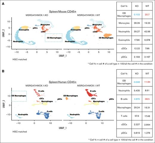 Single-cell RNAseq analysis reveals loss of splenic mouse and human EB macrophages in HMOX-1–/– HIS mice. Mouse and human CD45+ cells were purified by positive magnetic isolation from hHSC-engrafted HMOX-1–/– and HMOX-1+/+ MSRG47 mice. Mouse and human CD45+ cells were individually analyzed by single-cell RNAseq and UMAPs shown for mouse CD45+ cells (A) and human CD45+ cells (B). Tables to the right of the UMAPs show changes in specific leukocyte subsets between HMOX-1–/– (KO) and HMOX-1+/+ (WT). KO, knockout; UMAP, uniform manifold approximation and projection.
