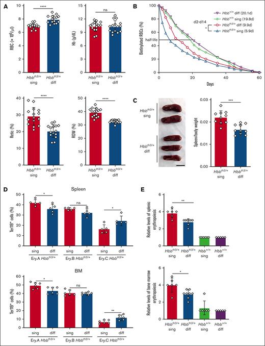 Reduced hemolysis and IE in Hbbth3/+ mice with the Hbb diffuse haplotype. (A) Erythroid indices (y-axis) according to genotype (x-axis) in 8-week-old mice. Hbbth3/+ single (sing), n = 15; Hbbth3/+ diffuse (diff), n = 15. (B) Circulating RBC survival determined after biotin labeling. Graph shows mean values ± SD for 7 mice each with the indicated genotypes. Calculated RBC half-life in days are shown in parentheses. Differences between Hbbth3/+ sing and Hbbth3/+ diff mice were significant at all time points between days 2 and 14, with a false discovery rate of 0.05 by the Benjamini and Hochberg method. (C) Representative spleens from mice of the indicated genotypes. The scale bar represents 1 cm. Graph on right shows spleen-to-body weight ratios. n = 10 mice for each genotype. (D) Developmental stage distribution of erythroblasts in spleen (left panel) and bone marrow (right panel) determined by flow cytometry for surface antigens and forward scatter (FSC). Ery.A (Ter119highCD71highFSChigh), Ery.B (Ter119highCD71highFSClow) and Ery.C (Ter119highCD71lowFSClow) represent increasingly mature erythroblast populations.10 Representative flow cytometry plots are shown in supplemental Figure 2A. Hbbth3/+ sing, n = 5 or 6; Hbbth3/+ diff, n = 5 or 6. (E) Semiquantitative evaluation of splenic and bone marrow erythropoiesis in H&E-stained sections (supplemental Figure 2B and C) assigned by a blinded, board–certified veterinary pathologist (H.S.). Graphs show the levels of erythroid precursors on a 5-point scale (arbitrary units), with 0 being the lowest. n = 6-8 mice for each genotype. All graphs show data as mean value ± SD. Bar graphs were analyzed by 2-sample t test. ∗P < .05; ∗∗P < .01; ∗∗∗∗P < .0001. Hb, hemoglobin; H&E, hematoxylin and eosin; ns, not significant; Retic, reticulocyte; RDW, red cell distribution width; SD, standard deviation.