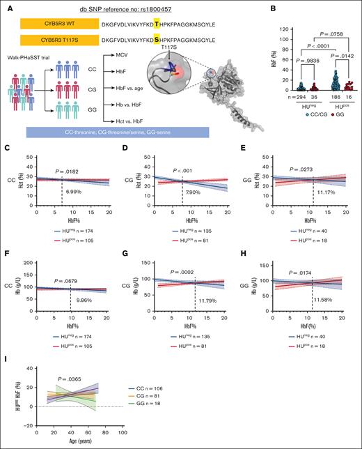 Clinical data showing CYB5R3 T117S lessens the HbF, Hct, and total Hb responses to HU treatment in Walk-PHaSST patients. (A) Experimental design for clinical data analysis. (B) HbF (%) in patient samples by different CYB5R3 genotypes and HU treatment status, analyzed using a 2-way analysis of variance (ANOVA). (C-E) Hct (%) vs HbF (%) for the different CYB5R3 genotypes (x-axis truncated at 20% HbF; full-scale x-axis data available in supplemental Figure 1C-E), analyzed by simple linear regression. (F-H) Hb (g/L) vs HbF (%) for the different CYB5R3 genotypes (x-axis truncated at 20% HbF; full-scale x-axis data available in supplemental Figure 1F-H), analyzed by simple linear regression. The dotted lines in these figures show where the 2 lines meet, and the point of intersection is mentioned adjacent to the line. (I) Percentage of HbF in HUpos patient samples vs age for the different CYB5R3 genotypes analyzed by simple linear regression. Data are expressed as mean ± standard error of the mean unless otherwise specified. A comparison of the linear regression lines for the differences between slopes used a method equivalent to analysis of covariance (ANCOVA). A value of P < .05 was considered significant. In all correlation graphs, the P value is for the difference between the slopes in each graph. db SNP, single nucleotide polymorphism database; HUneg, HU untreated; HUpos, HU treated; MCV, mean corpuscular volume.