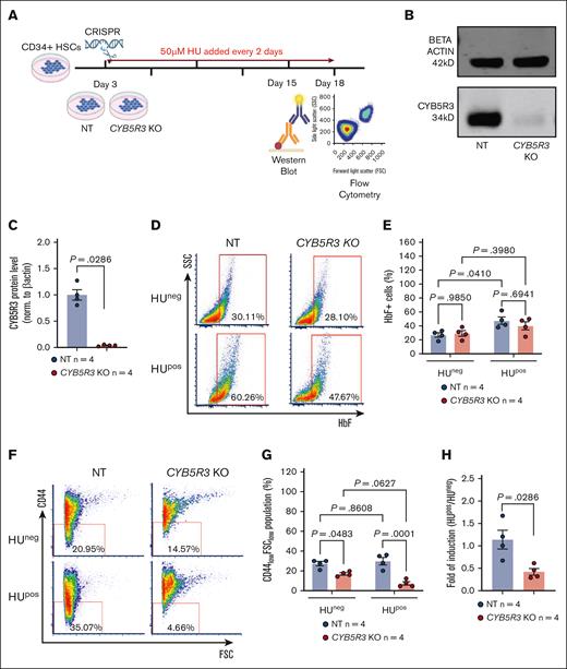 In vitro data showing CYB5R3 KO in CD34+ HSCs lessens the F cell response to HU treatment. (A) Experimental design for CD34+ HSC study. (B-C) Western blot and quantification of CYB5R3 protein on day 15, analyzed by Mann-Whitney nonparametric test. (D-E) Representative flow plots and quantification showing the percentage of HbF+ cells on day 18 in the HUneg and HUpos groups, analyzed by 2-way ANOVA. (F-G) Representative flow plots and quantification showing the percentage of CD44lowFSClow populations on day 18 in the HUneg and HUpos groups, analyzed by 2-way ANOVA. (H) HUpos/HUneg ratio of the CD44lowFSClow population in NT control and KO cells, analyzed by Mann-Whitney nonparametric test. Data are expressed as mean ± standard error of the mean. A value of P < .05 was considered significant. SSC, side scatter; FSC, forward scatter; HUneg, HU untreated; HUpos, HU treated. Fluorochromes: HbF-APC, CD44-PE-Cy7.
