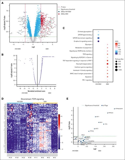 HIV infection is associated with impaired in situ adaptive immunity in cHL TME. (A) Volcano plot showing differentially expressed genes between the 2 pathological subgroups. (B) Volcano plot showing global pathway analysis between EBV and HIV/EBV cHL tissues analyzed. (C) Dot plot diagram showing pathways enriched in the EBV or HIV/EBV cHL donors. The size of each circle corresponds to the number of genes analyzed in a given pathway (right). (D) Heat map showing top DEGs upregulated in the “downstream TCR signaling pathway” in the EBV compared with HIV/EBV cHL subgroup entity. Each column represents an individual analyzed ROI for a given donor and each row corresponds to an individual gene analyzed. (E) Volcano plot showing upregulation of specific TCR signaling–related genes in EBV compared with HIV/EBV cHL donors. All presented data were generated by the GeoMx platform. For GeoMx analysis, HIV/EBV (n = 4) and EBV cHL donors (n = 4) were analyzed. Simple linear regression for panel A and t test for panels D-E were used for the analysis. DEGs, Differentially Expressed Genes; GPCR, G Protein-Coupled Receptor; TCF, T cell factor; TGFB, Transforming Growth Factor Beta.